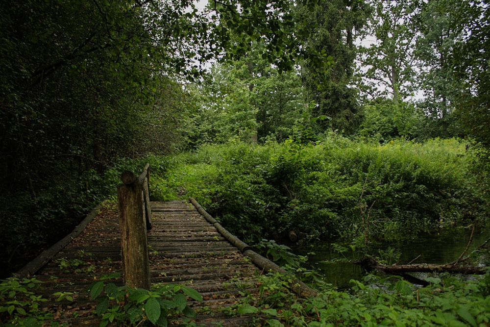 brown wooden bridge in the woods