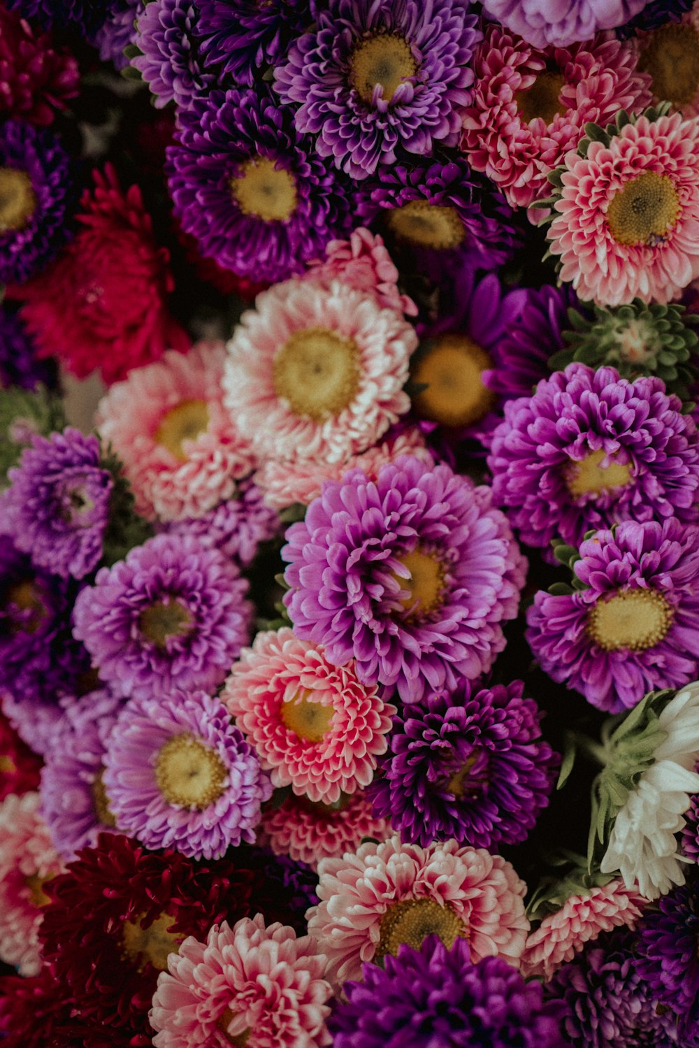 pink and white flowers in close up photography