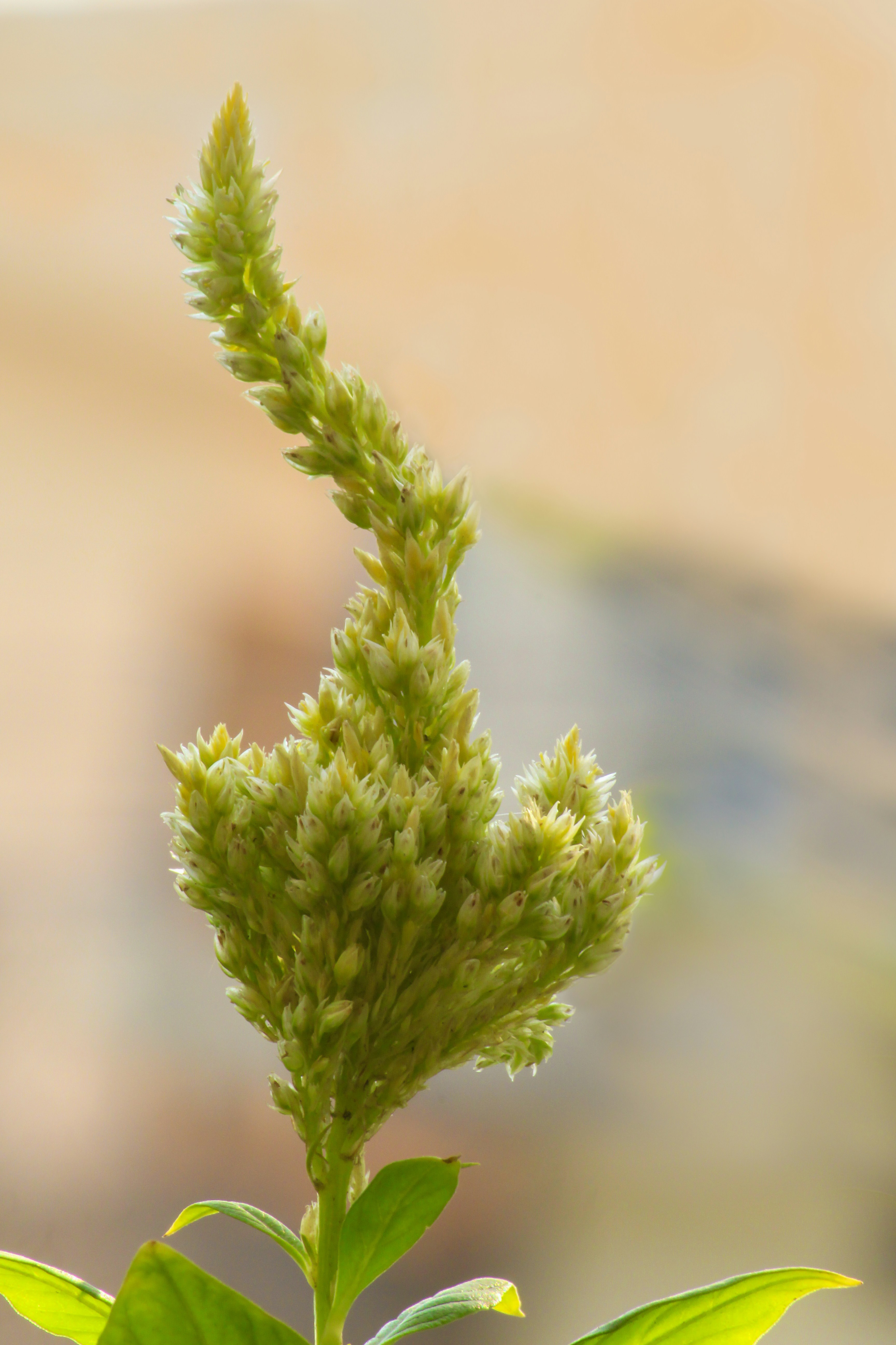 Photo by ankur_dutta