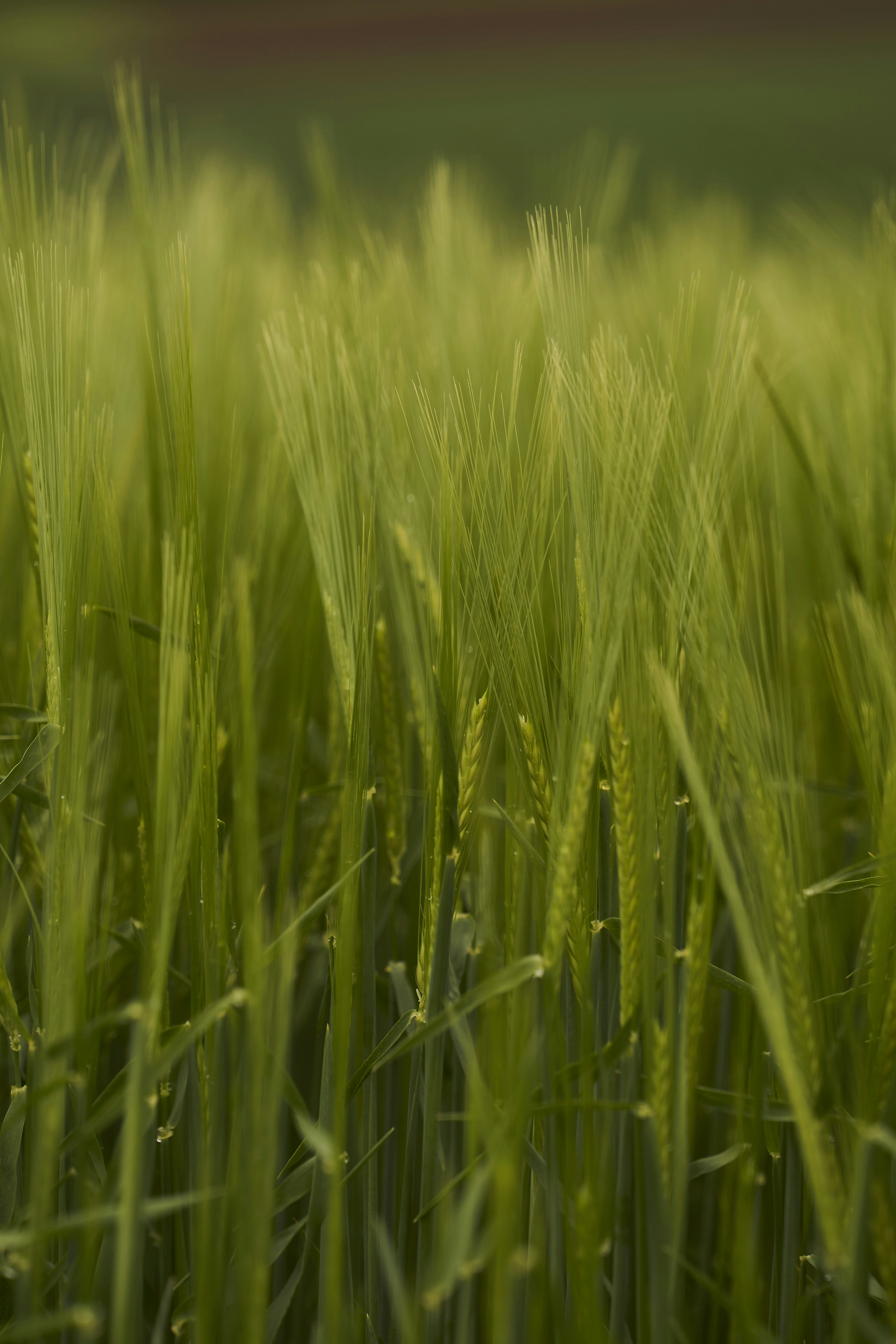 green grass field during daytime