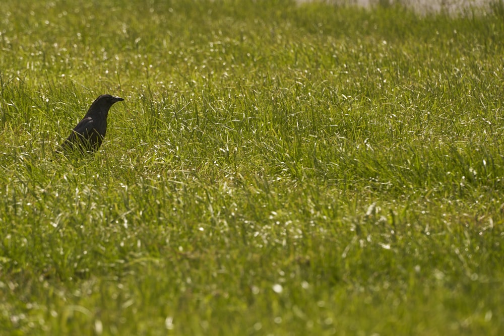 black bird on green grass field during daytime