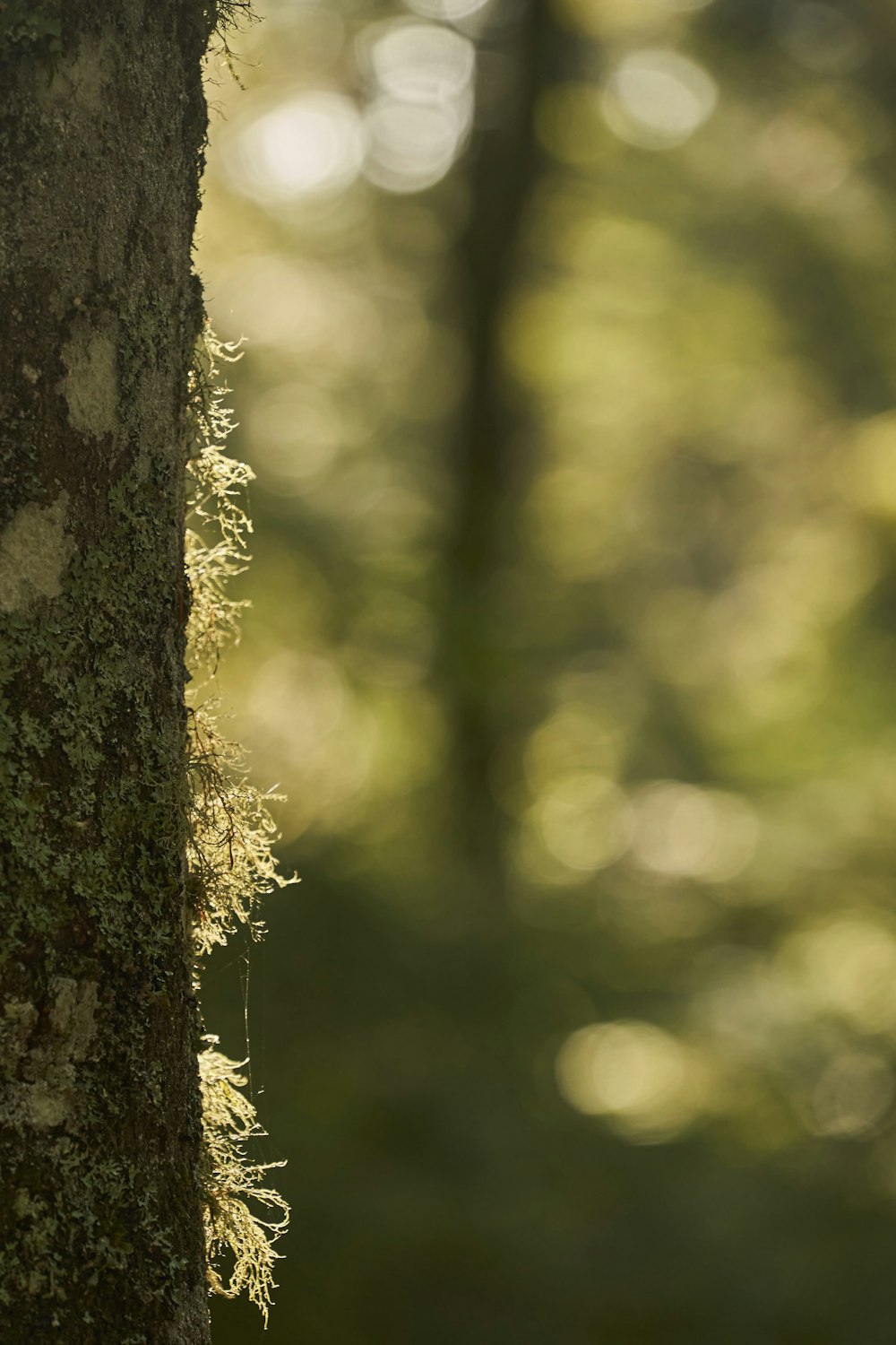 tronc d’arbre brun en gros plan