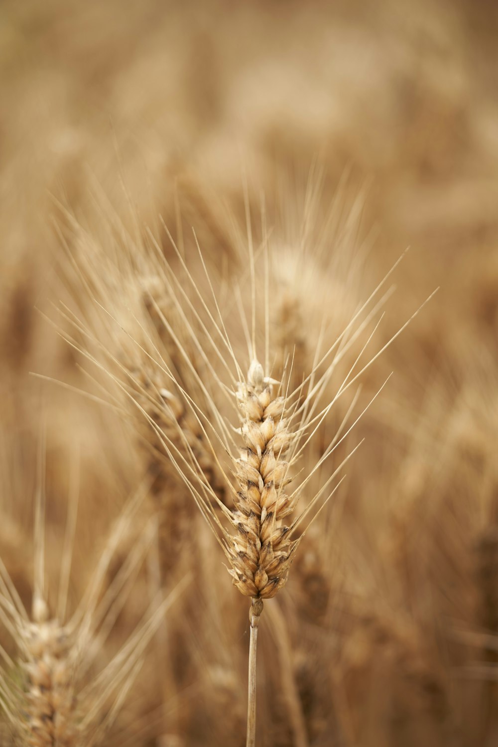 brown wheat in close up photography