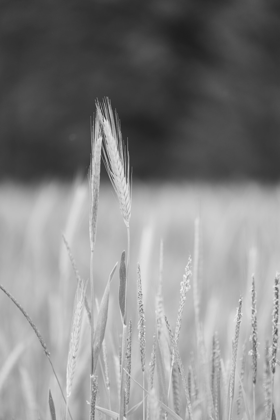 grayscale photo of wheat grass