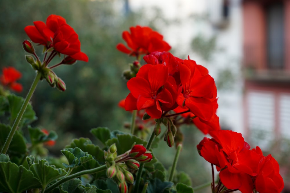 Fleur rouge avec des feuilles vertes pendant la journée