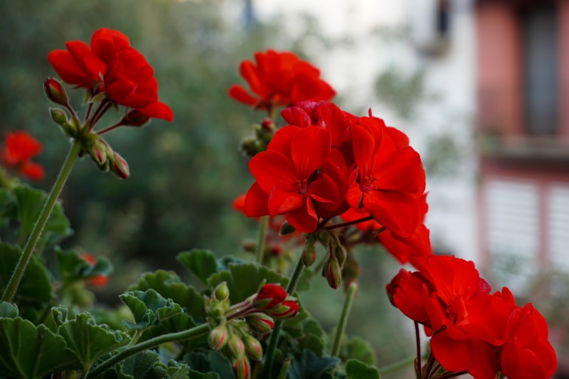 Pelargonium Citrosum — Geranio Citronela