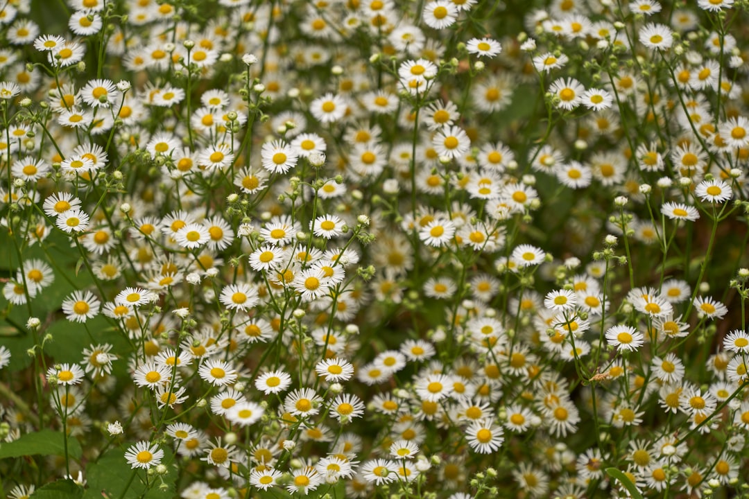 white and yellow flowers during daytime