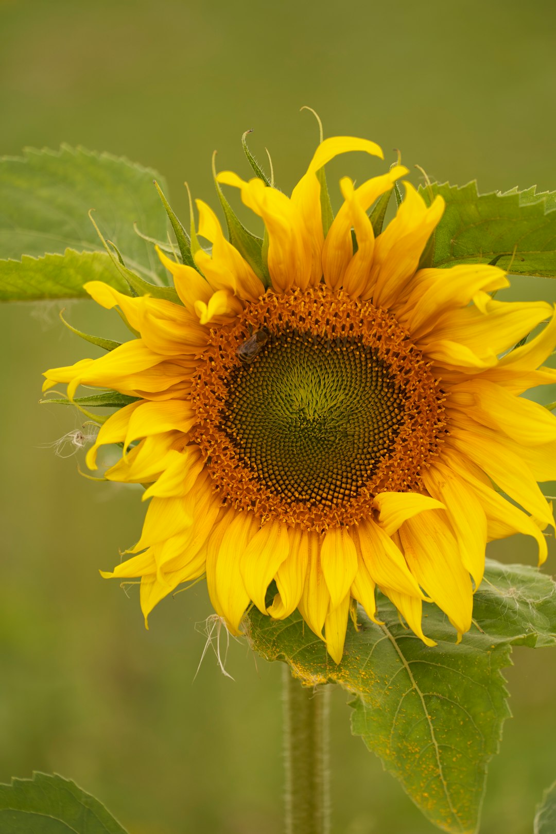 yellow sunflower in close up photography