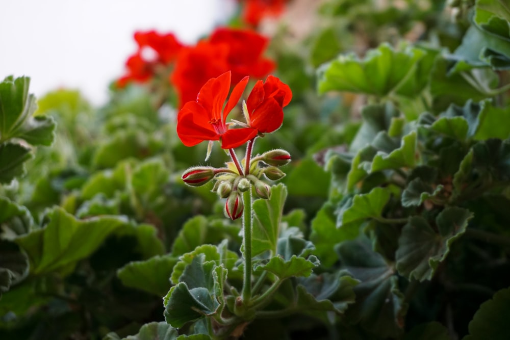 red flower with green leaves