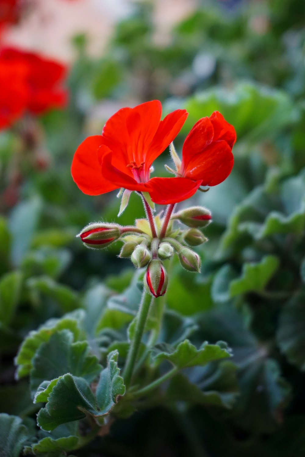 flor roja con hojas verdes