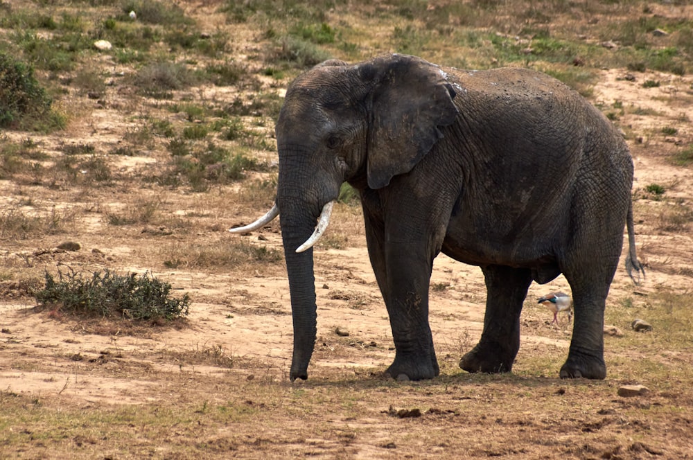 black elephant walking on brown field during daytime