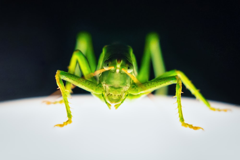 green grasshopper in white background