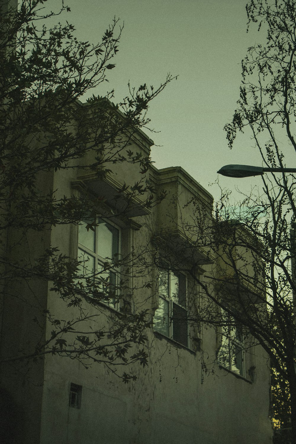 bare tree near building during night time