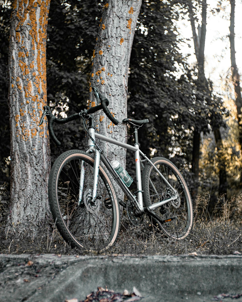 gray and black road bike leaning on brown tree