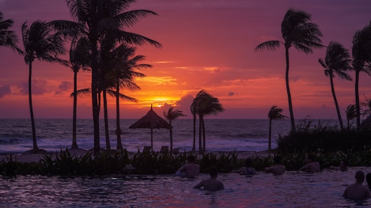 A purple background with a palm tree silhouette and a distant swimming pool under soft sunlight.