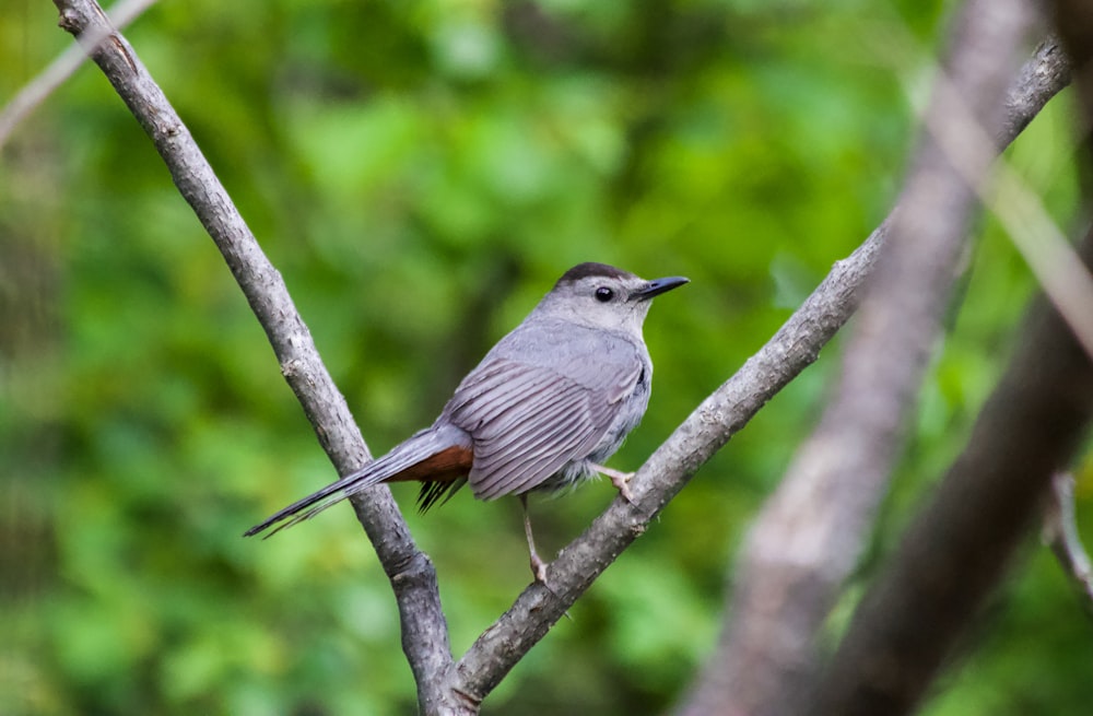 pássaro cinzento no galho da árvore durante o dia