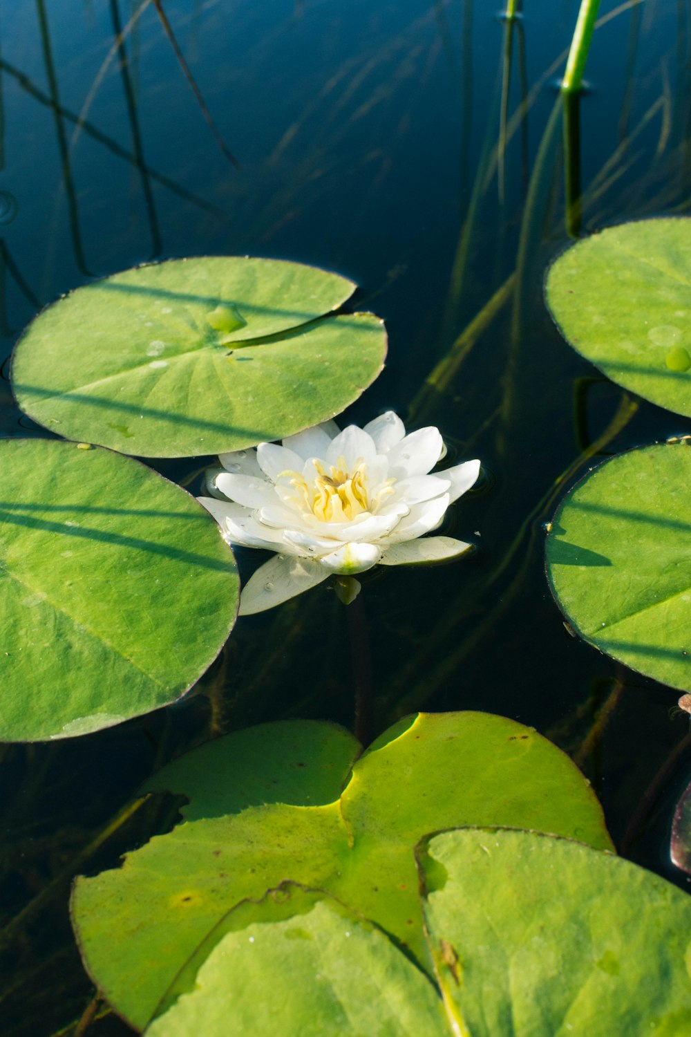 white flower on green leaves