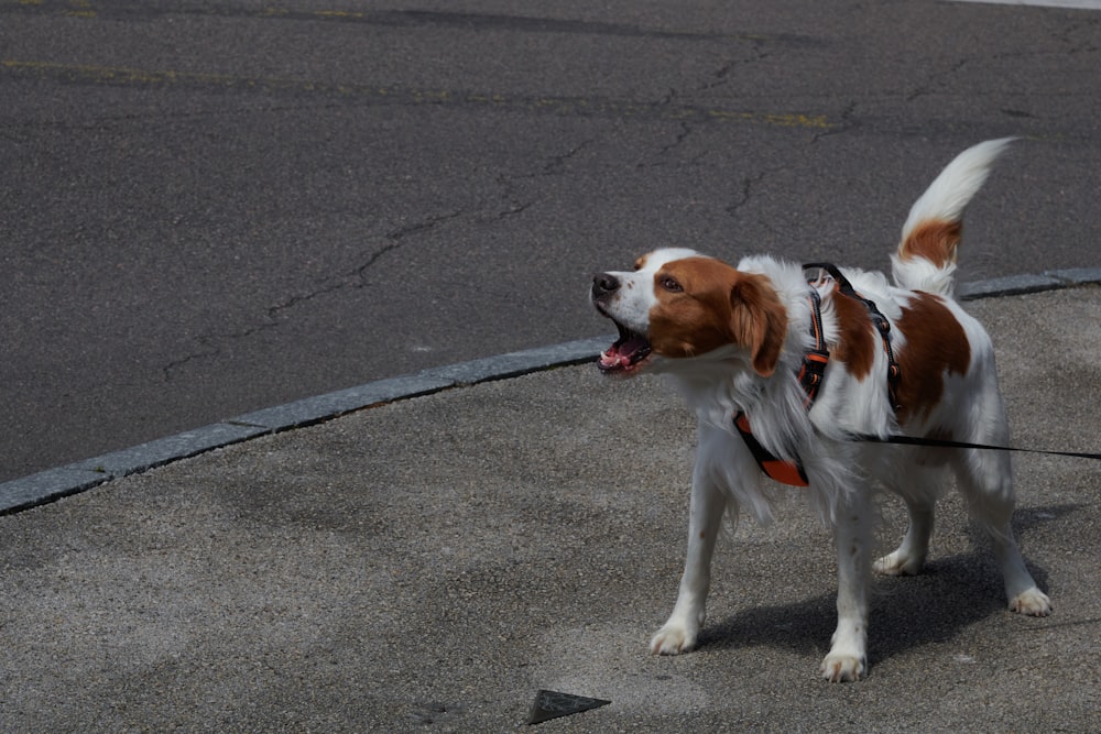 white and brown short coated dog on gray concrete road during daytime