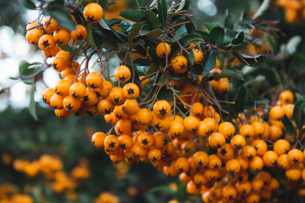 orange fruits on tree during daytime