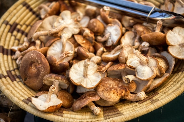 Brown and white mushrooms on brown woven basket
