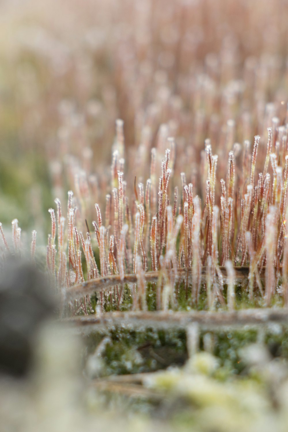 brown grass in tilt shift lens