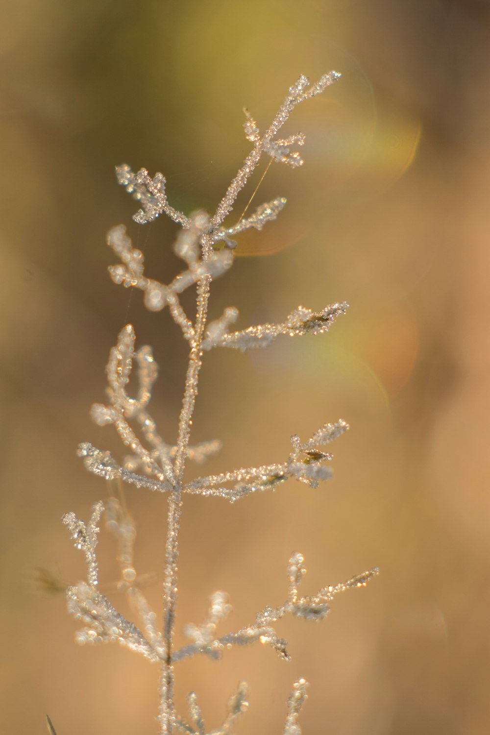 white flower in tilt shift lens