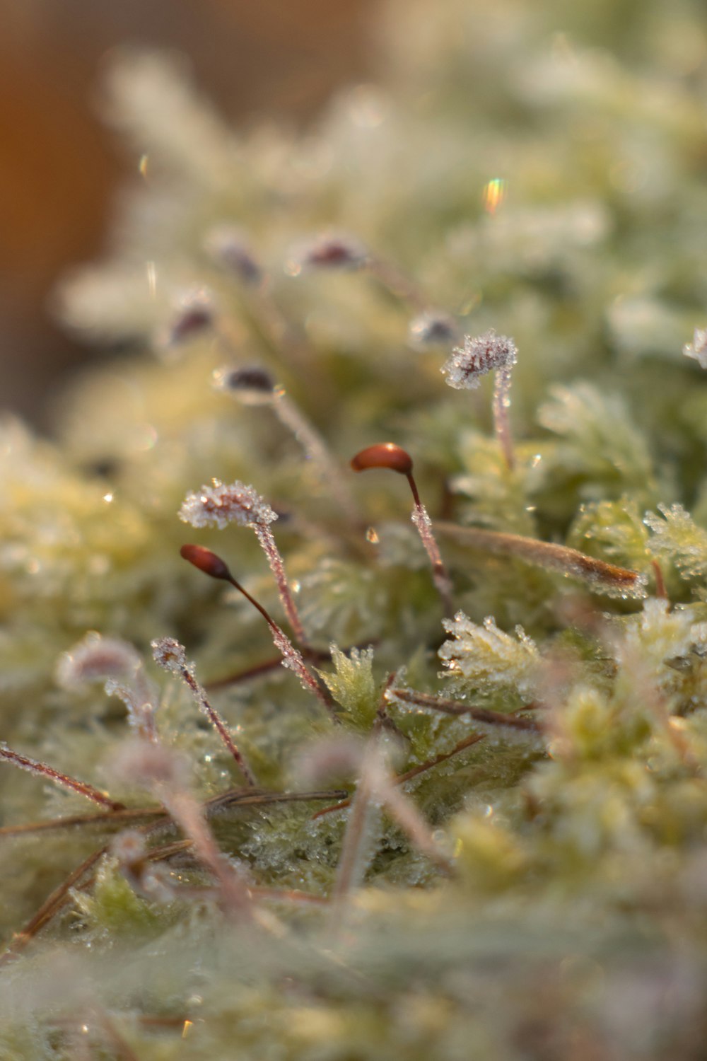 red and white flower buds