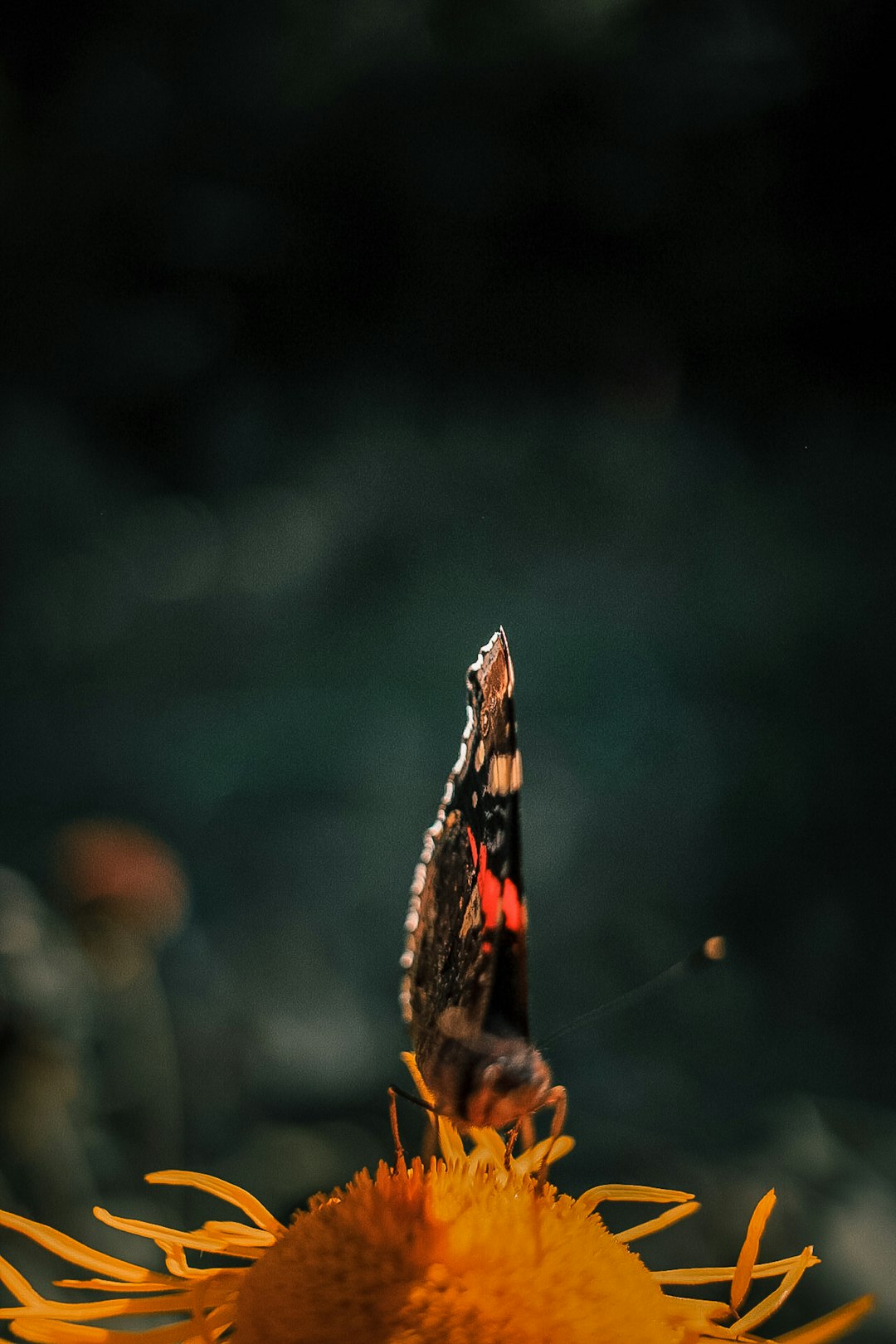 brown and black butterfly on brown stem