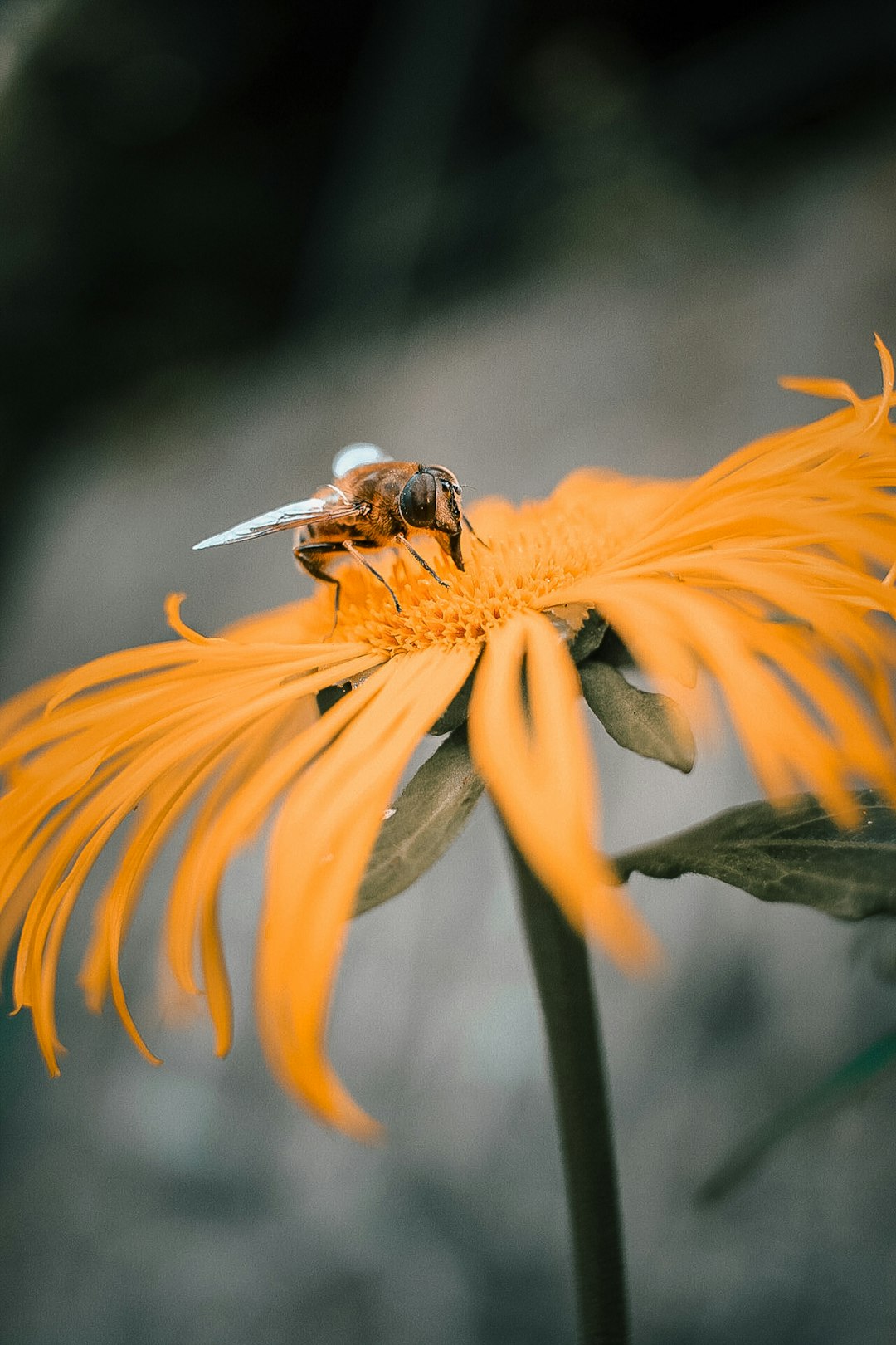 black and yellow bee on orange flower