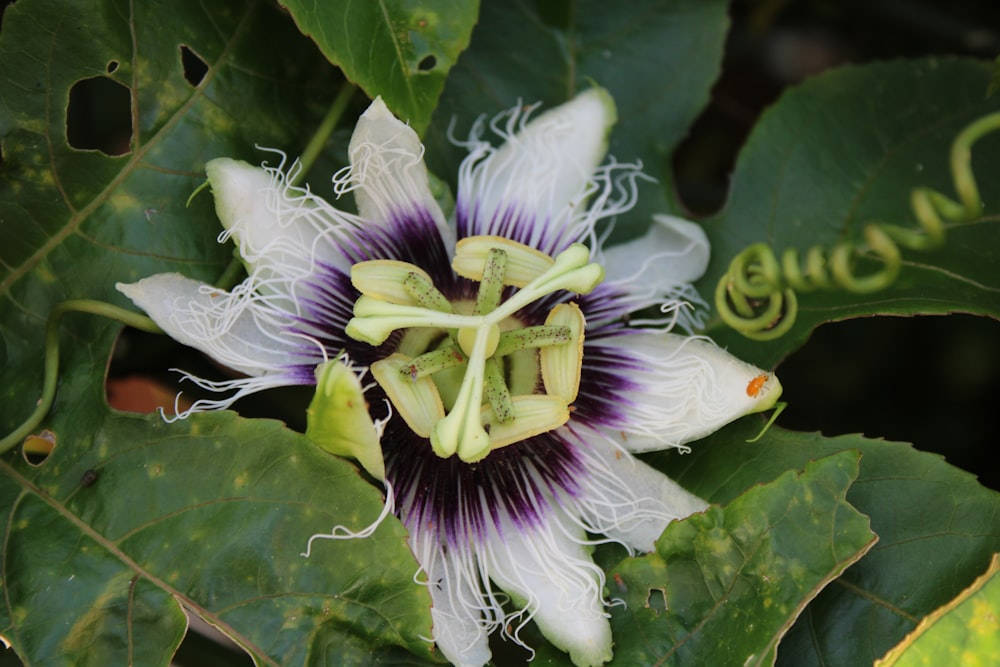 white and purple flower on green leaves