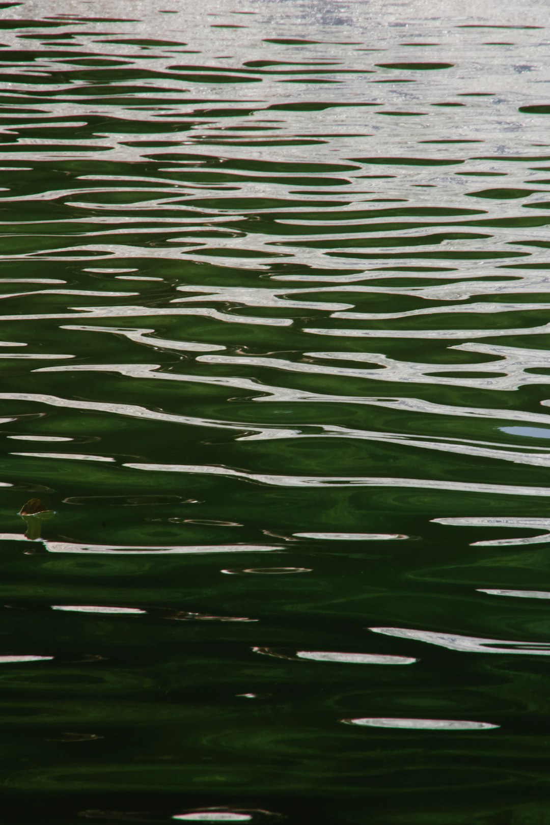 green water with green leaves