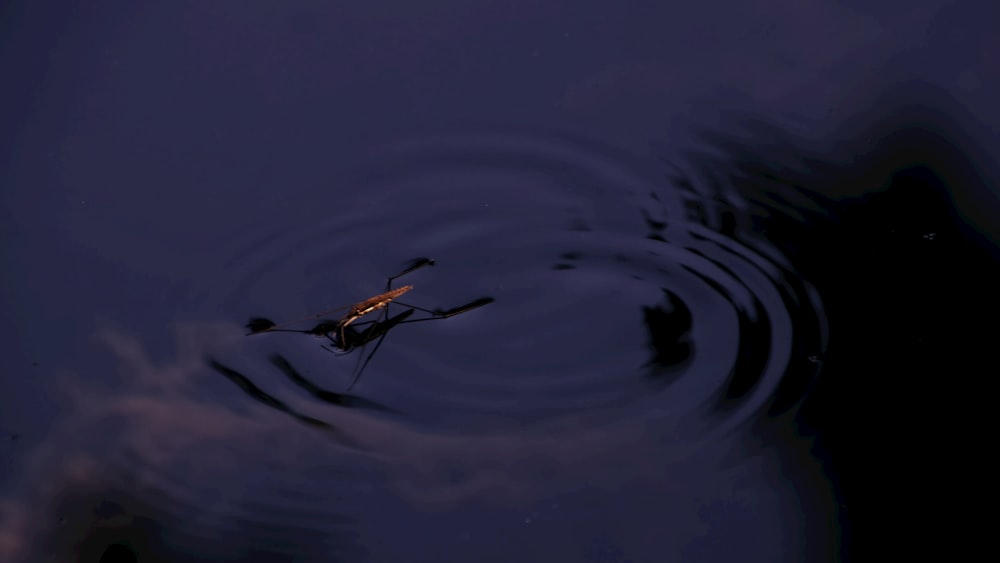 brown and black dragonfly on body of water