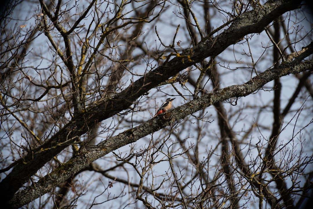 red and black bird on bare tree during daytime