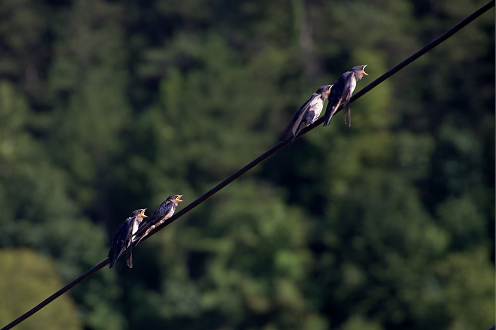 black and yellow bird on black wire during daytime