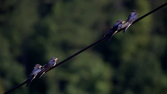 A group of junior birds hopping and fluttering between perches at varying heights, practicing balance and coordination.