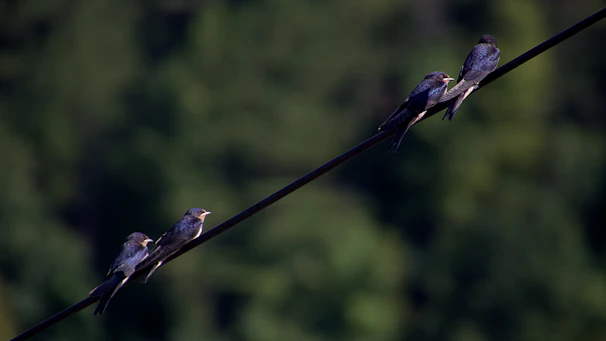 A group of junior birds hopping and fluttering between perches at varying heights, practicing balance and coordination.
