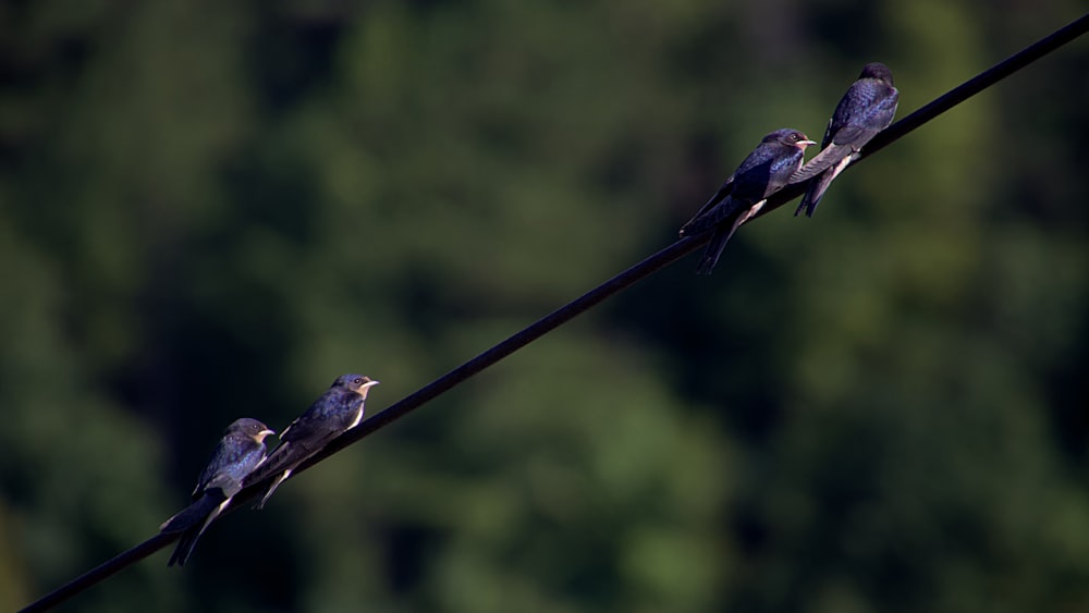 brown bird on black wire during daytime
