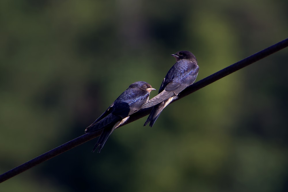 brown and gray bird on brown stick