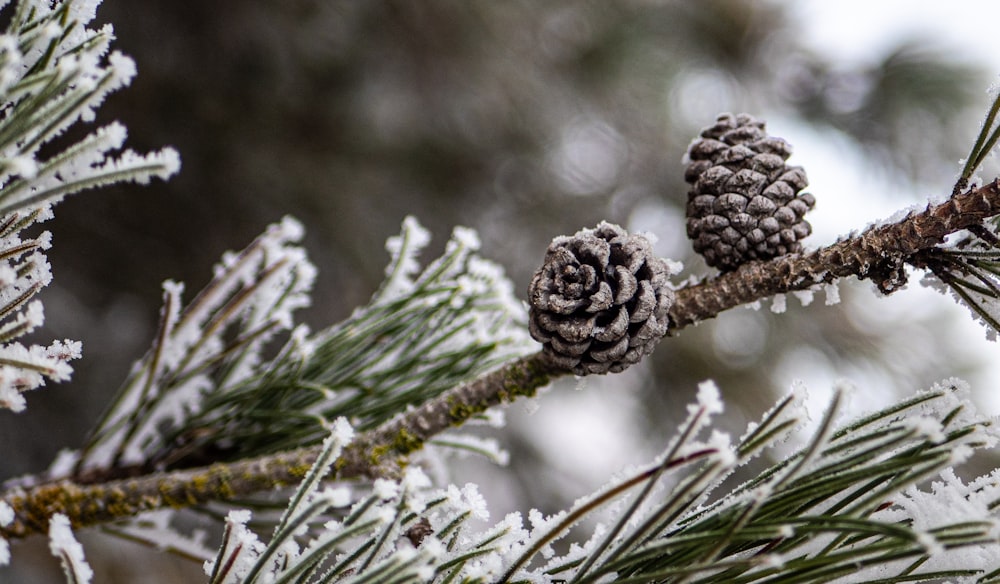 brown pine cone on brown tree branch