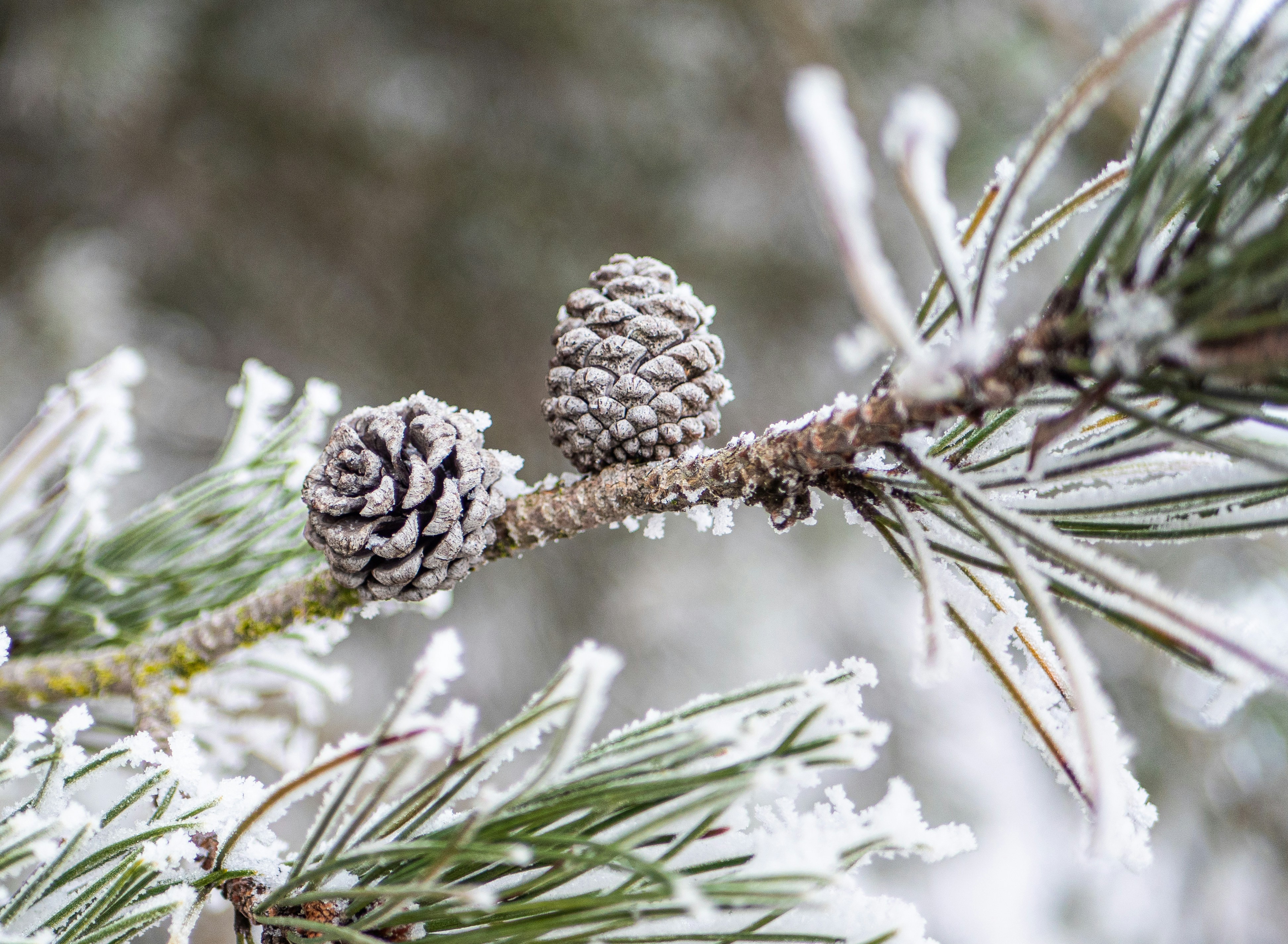 Winter Gardening Guide: How to Grow, Protect and Plan a Thriving Garden