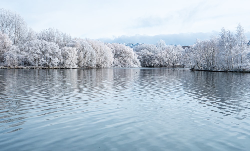 white trees near body of water during daytime