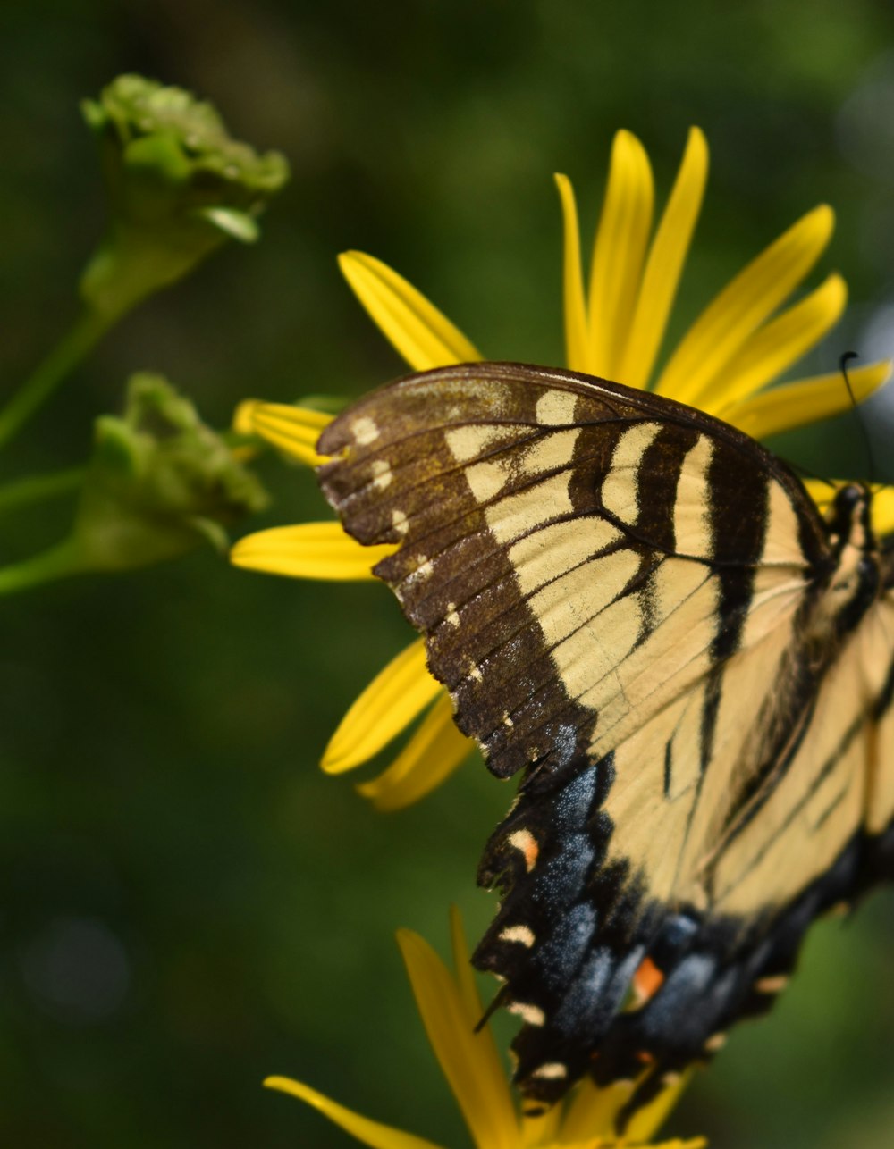 昼間の接写で黄色の花にとまる虎アゲハ蝶の写真 Unsplashで見つける蝶の無料写真