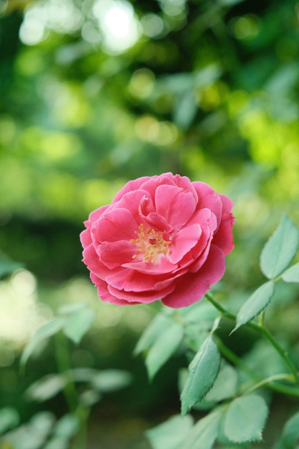 pink rose in bloom during daytime