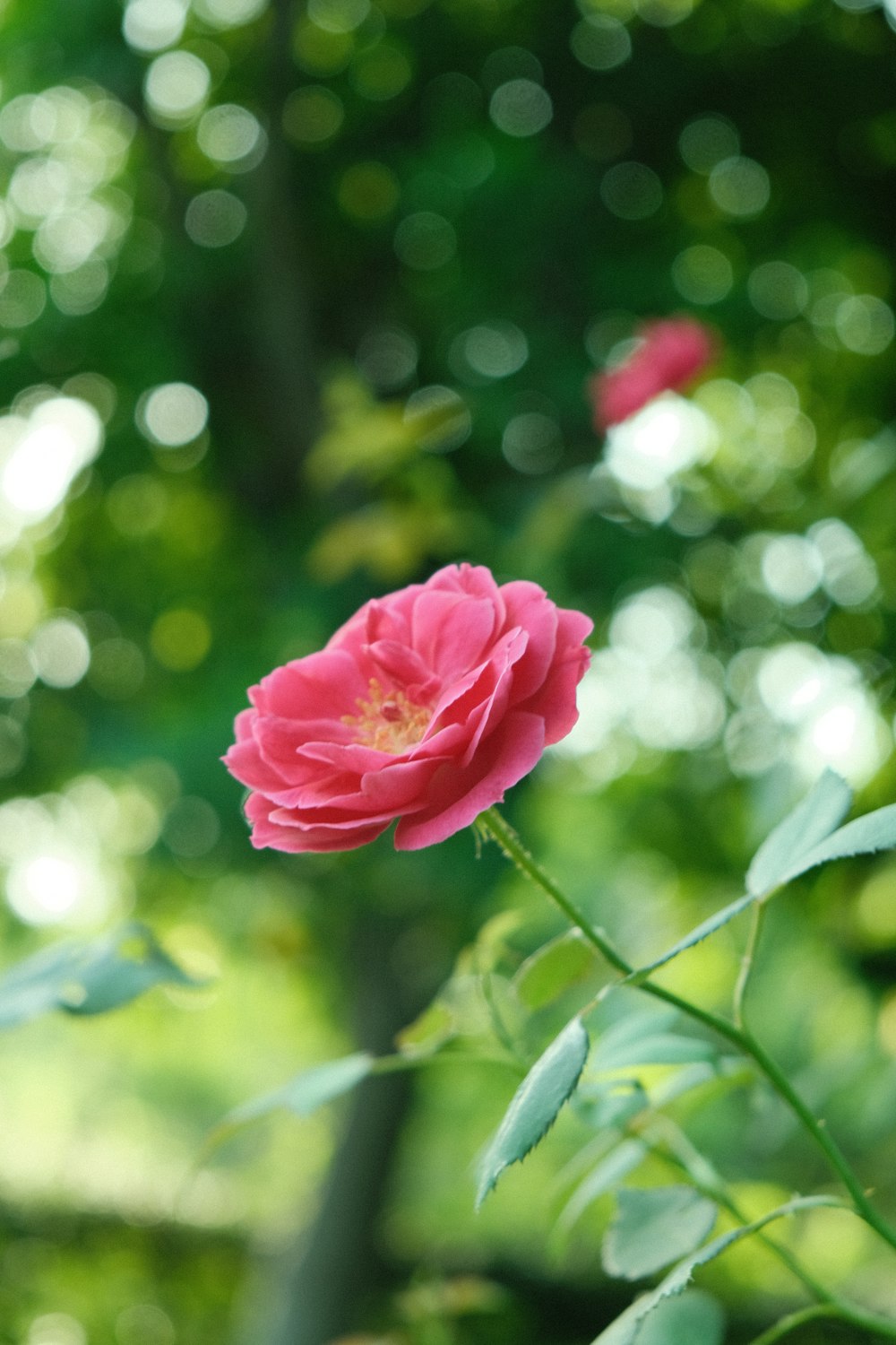 pink rose in bloom during daytime