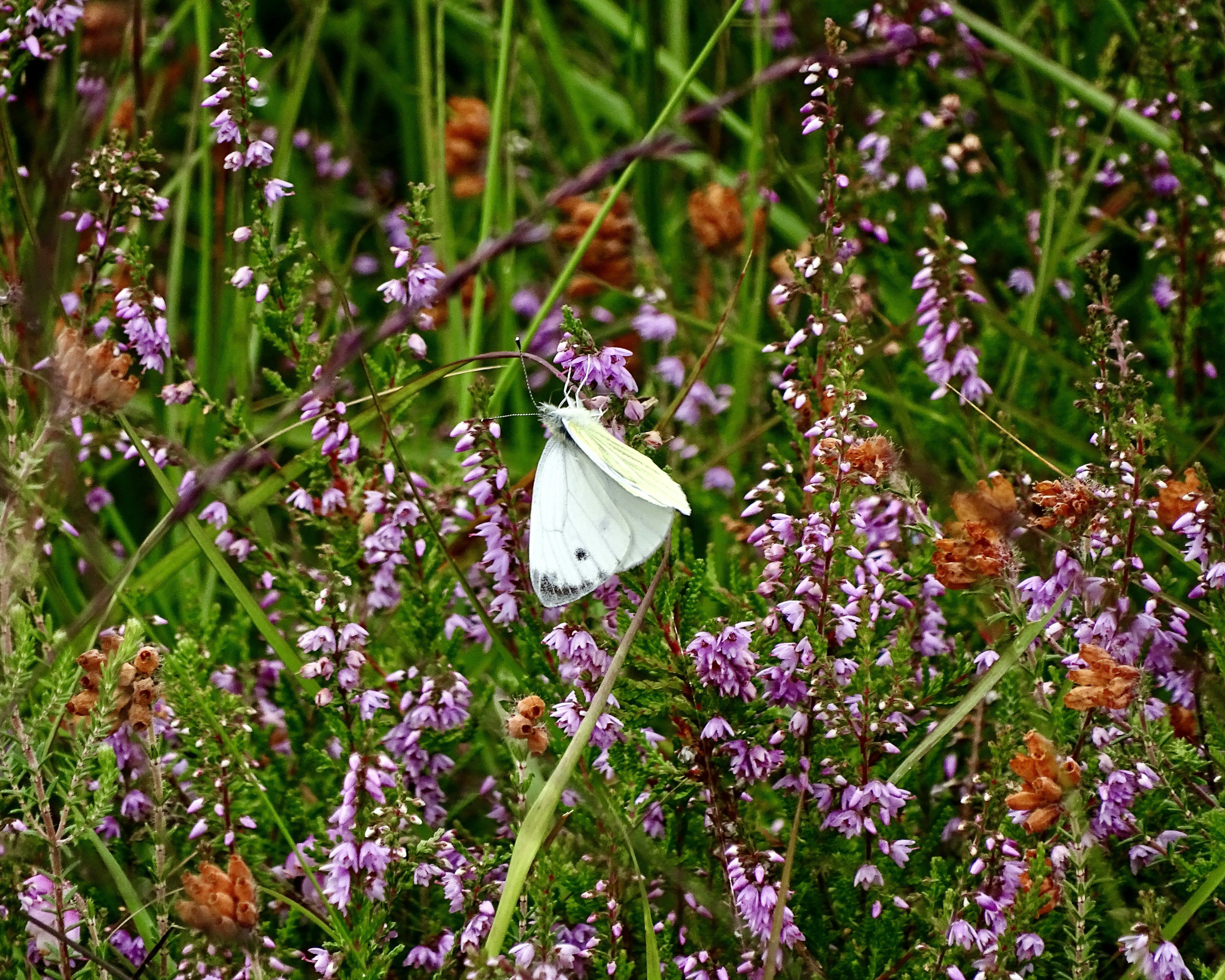 Photo by heracles1903