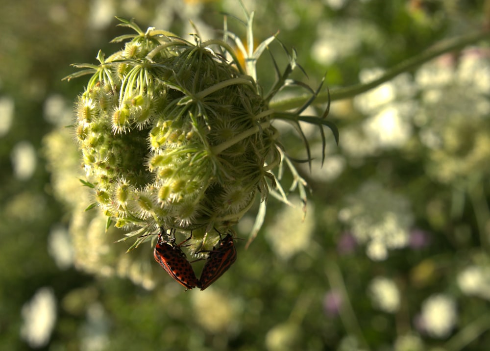 farfalla rossa e nera su pianta verde