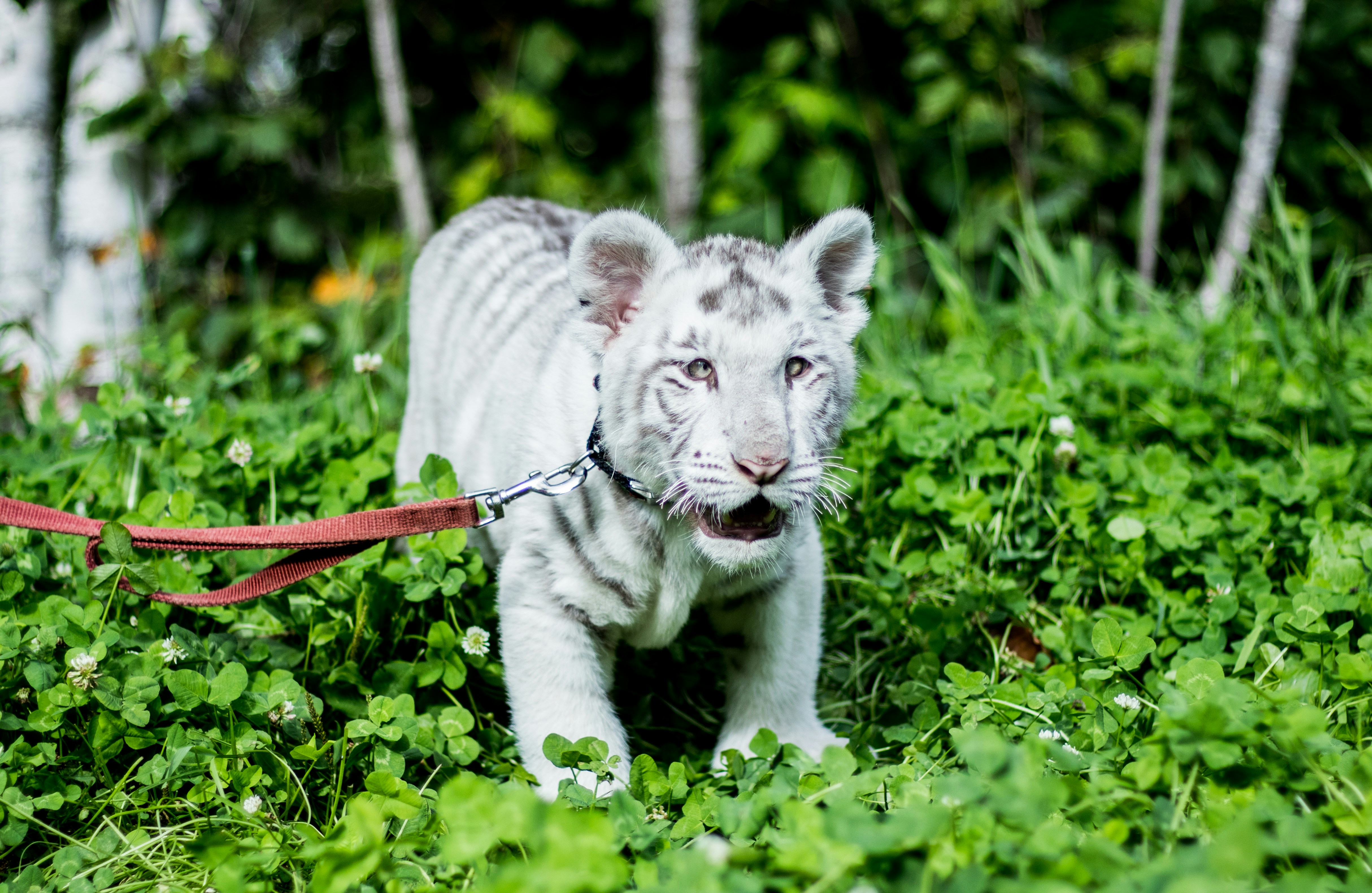 Big Cat Cubs: Born Together, Raised Apart (image credits: unsplash)