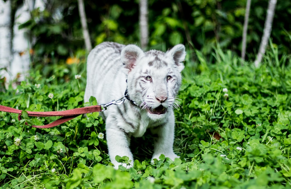 white and black cat walking on green grass during daytime