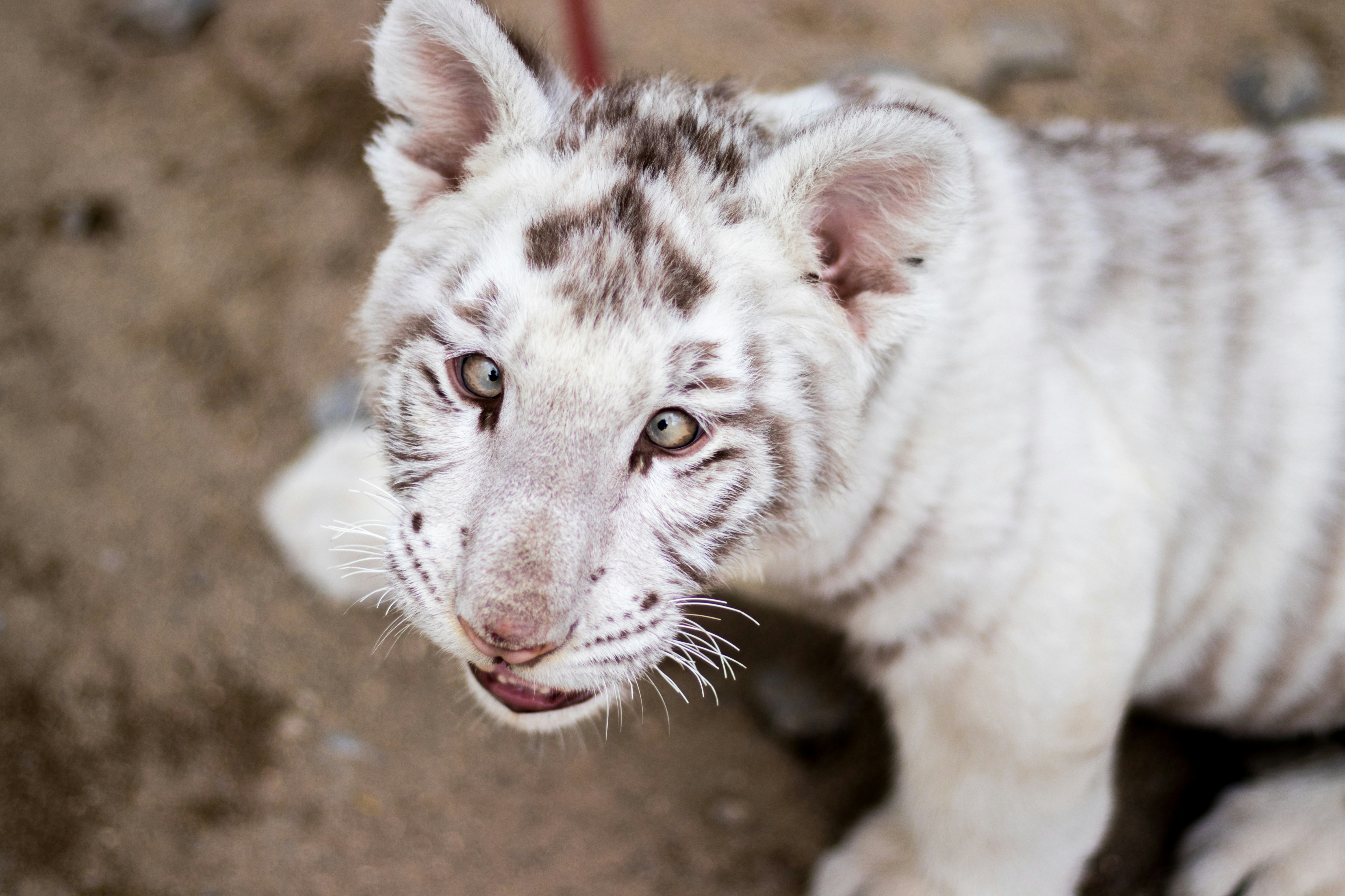 White tiger cub looking up