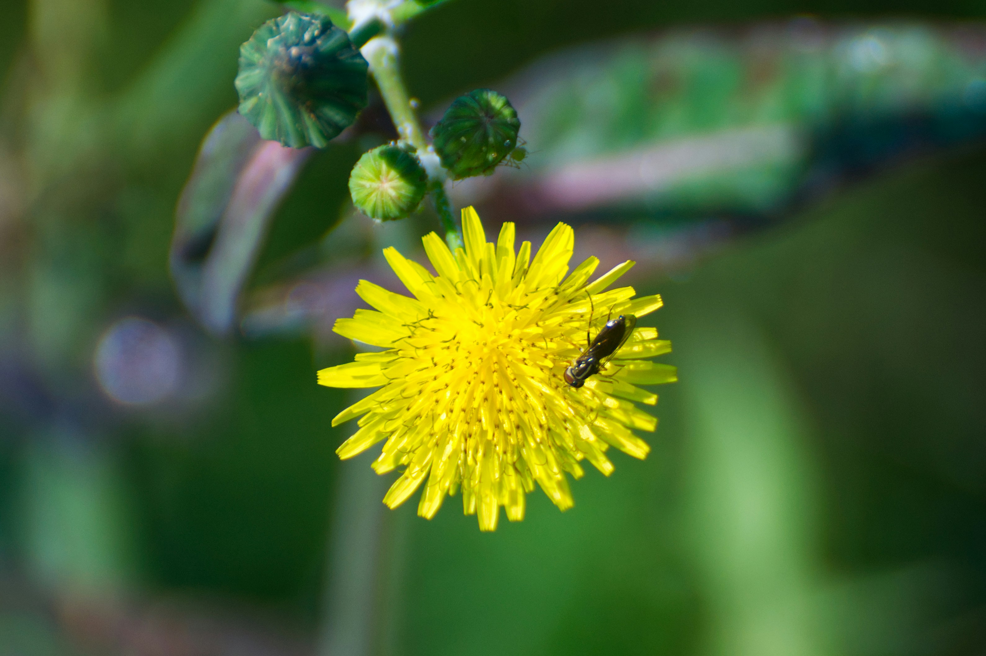 black and yellow bee on yellow flower